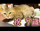お祝いするだけのハズが…【野良猫】