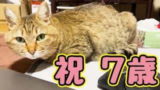 お祝いするだけのハズが…【野良猫】