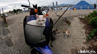 【衝撃】ライダーな島猫たち