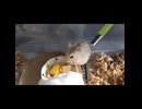 ハムスター飼いました。〜その177〜きなもくんと2年と7ヶ月と6日