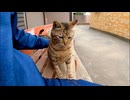 タバコ屋のベンチにいた野良猫をナデナデしたら、まさかの展開に…！【膝乗り猫】