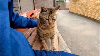 タバコ屋のベンチにいた野良猫をナデナデしたら、まさかの展開に…！【膝乗り猫】