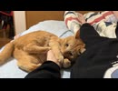 飼い主の腕はおもちゃ