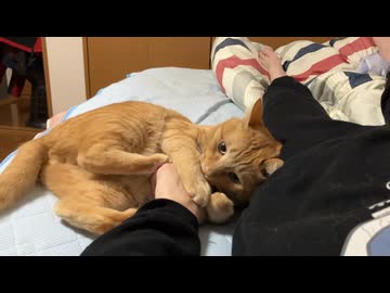 飼い主の腕はおもちゃ
