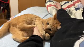 飼い主の腕はおもちゃ