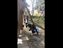 女vs子供用ブランコ