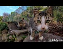垣根の上から甘えてくる島猫達が可愛すぎた
