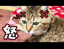 さすがに怒ったか…【野良猫】