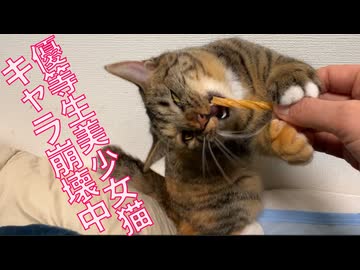 おりこう優等生娘猫、キャラが崩壊する