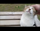 【癒し】公園で猫に膝を奪われた件について