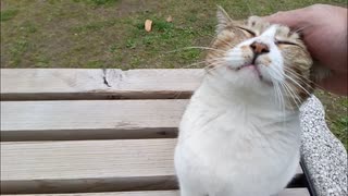 【癒し】公園で猫に膝を奪われた件について