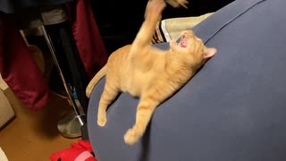 クッションに張り付いて遊ぶ猫