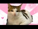 ホモと見る飼い主にクソみたいなMAD動画を作られる猫