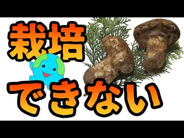 マツタケを栽培できない理由がこちら【解説】