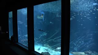 「夜のすいぞくかん」開催へ　光に反応するイワシ２万匹のショー　夜景とイルカのジャンプ　福岡市