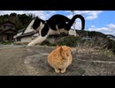 動画に出来ていなかった猫島の猫達