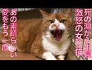 死の淵から生還した女王猫、全ての怒りをぶつけられた夏