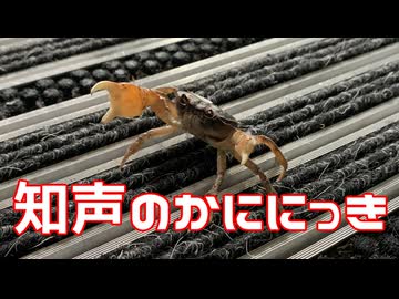 知声のかににっき