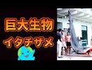 【人喰いザメ】巨大生物イタチザメが危険すぎる