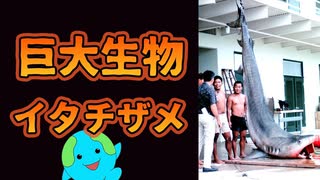 【人喰いザメ】巨大生物イタチザメが危険すぎる