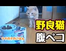 どんだけ食べるのよ…【野良猫】