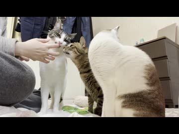 病院で再検査してきたネコさん