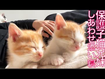 ブチ切れ保護子猫兄妹、心を許してしあわせ添い寝