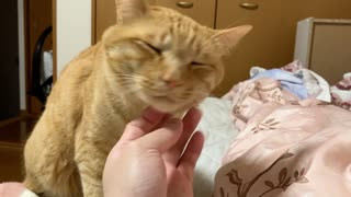 寝る前に甘えんぼしてくるマロン