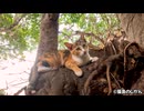 冒険！木登り子猫！