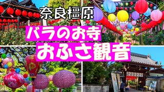 奈良のバラのお寺【おふさ観音】藤原京の近くのバラで有名なお寺です。葛城山のツツジを見た帰りに寄りました。提灯まつりがやっていて提灯もきれいでした。
