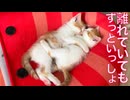 保護子猫5兄妹、4匹の巣立ち先決定！