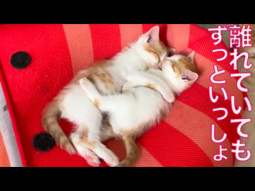 保護子猫5兄妹、4匹の巣立ち先決定！