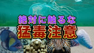 絶対に触ってはいけない海の危険生物【猛毒注意】
