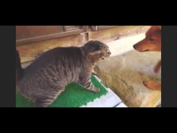 シャーパンチされても気にしないワンU^ェ^U