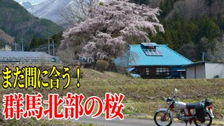 【ななまる日記】まだ間に合う！群馬北部、上発地の枝垂れ桜と発知のヒガンサクラ