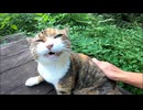 公園のテーブルで爆睡してた野良猫に近づいてナデナデしてみた結果ｗｗｗ