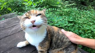 公園のテーブルで爆睡してた野良猫に近づいてナデナデしてみた結果ｗｗｗ