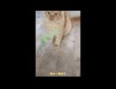 猫飼いました