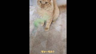 猫飼いました