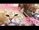 街の色男猫、心を閉ざした女王猫に寄り添う