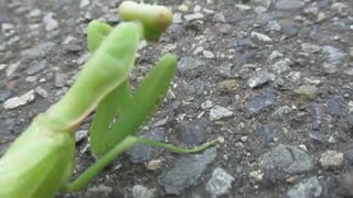 カマキリ　2024 10 1
