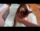 猫　尻尾　付け根　かいかい