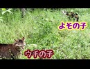 顔 見たらケンカ…【よその子】【野良猫】