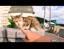 お家に用がある時は僕を撫でてから入ってね！