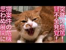 追い込まれた猫の保護案件、思わぬ展開に向かう