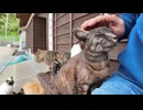 ネコネコ超会議2025