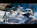【アクアワールド茨城県大洗水族館】ペンギンたちののんびりタイム【フンボルトペンギン】