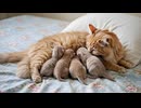 Dear Mother 認知症の母への子猫の想い