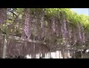 境内に広がる“紫のカーテン”　樹齢約170年の野田藤が見頃　北九州市の吉祥寺で「藤まつり」