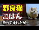 ごめんよ〜【野良猫】